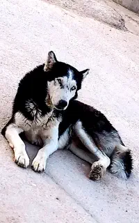 سگ هاسکی نر