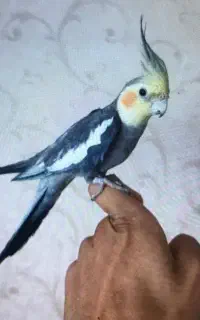 عروس هلندی نر سخنگو دستی وارام.