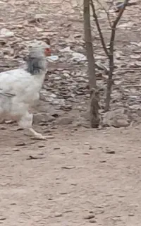 مرغ برهما