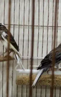 اجتماعی نیمه گمشده
