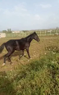 اسب بسیار زیبا