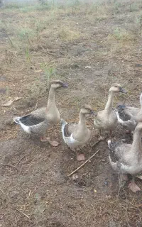 قوغاز