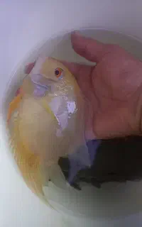 ماهی سورم زرد به اندازه کف دست