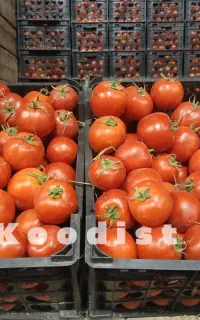 افزاایش تناژ بیشتر و اصلاح خاک با کود ارگانیک