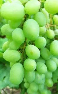 غوره