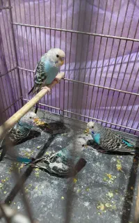 مرغ عشق جوجه وبالغ
