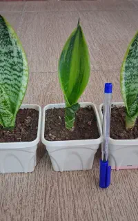 قدیمی گل کلکسیونی برای خانه