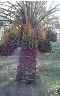 اجاره درخت خرما