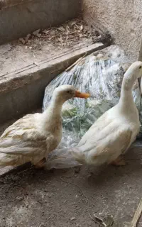 دو تا اردک