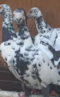 تعدای کبوترکاریر وسار آلمانی و درست و سالم