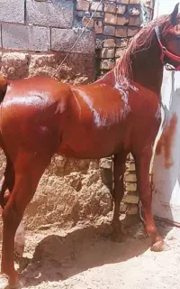 اسب اصیل