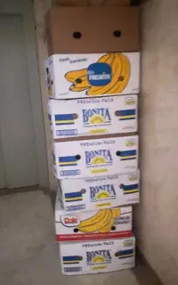 کارتن موزی برای اسباب کشی