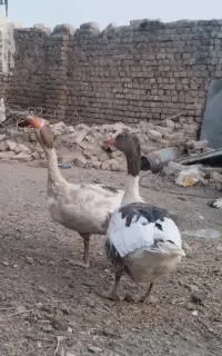 غار