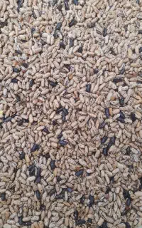 باقالی و لوبیا خشک