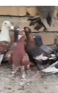 ۲۰ کبوترجفتی ۸۰۰