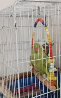 طوطی ملنگو سخنگو ماده با قفس و وسایلش