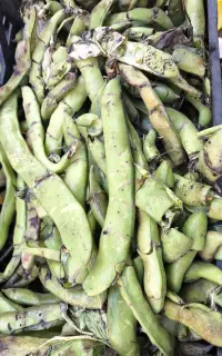 پسماند باقالای تازه برای گاو و گوسفند