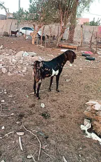 فروش تروشت