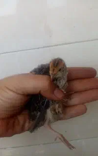 جوجه بلدرچین