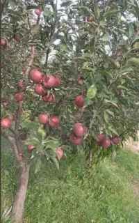 خریدار سیب باغ (شکی و لبنان)