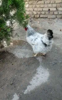 مرغ گوشتی