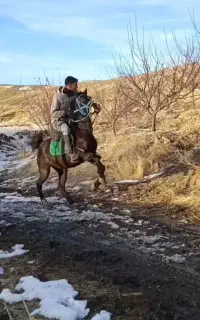 مادیان کُرد ۸ ساله جفت زن