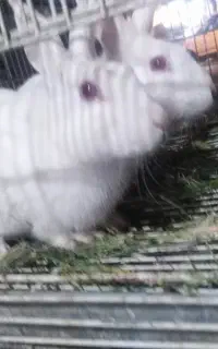 خرگوش