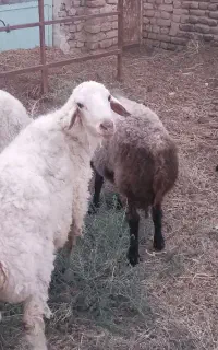 سه راس بره نر