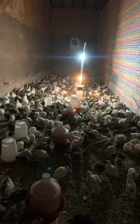 بلدرچین نر و ماده