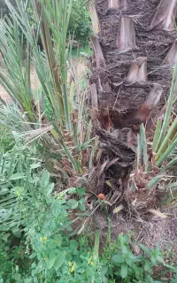 فروش ۲۰۰ عدد پاجوش خرما زاهدی