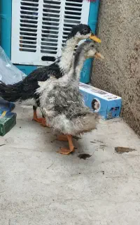 فروش اردک