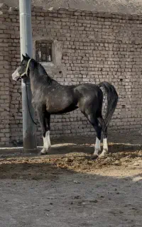 اسب مشکی پنج نشان