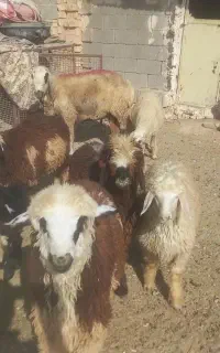 بره