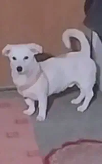 گمشده