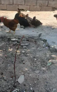 مرغ و خروس محلی