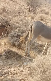 الاغ خر