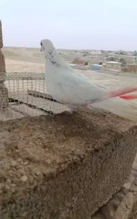 کبوتر پلاکی و پرشی و طوقی