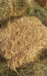 کاه