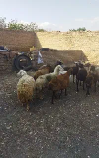 میش گلگی