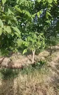فروش گردو  و قوره انگور بصورت اجاره