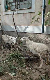 میش جوان