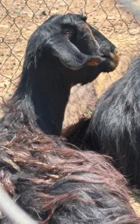 کهره چاق سبک نقلی