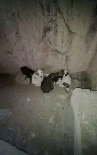 هفت توله سگ خوشکل رایگان