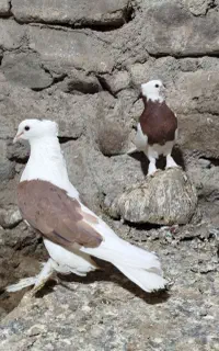 کبوتر