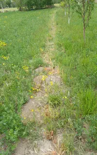 کود شیمیایی