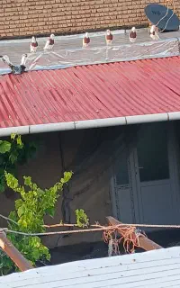 شش عدد کبوتر