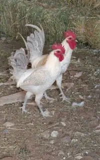 خروس براکل سیلور