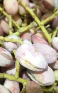 پسته تازه با خوشه برداشت امسال