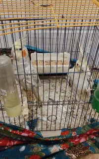 دو عدد عروس هلندی با قفس