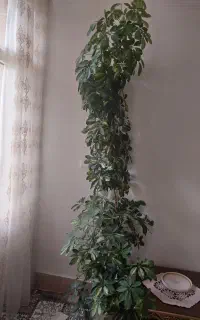 فروش گل طبیعی